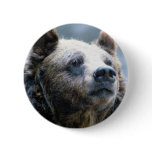 Brown Bear Close-Up Pins