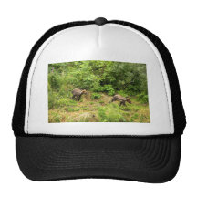 Brown bear cubs running through the brush hat