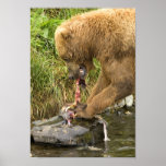 Brown Bear Feeding On Salmon 2 posters