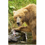 Brown bear feeding on salmon photo sculptures