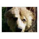Brown bear greeting cards