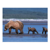 Brown Bear, Ursus arctos, Alaska Peninsula, 2 Post Cards