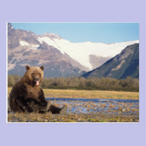 brown bear, Ursus arctos, grizzly bear, Ursus 5 postcards