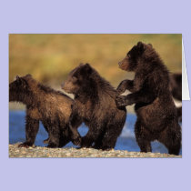 brown bear, Ursus arctos, grizzly bear, Ursus cards