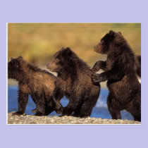 brown bear, Ursus arctos, grizzly bear, Ursus postcards