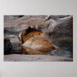 Brown Bears Poster