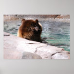 Brown Bears Print