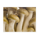 Brown beech mushrooms closeup postcard