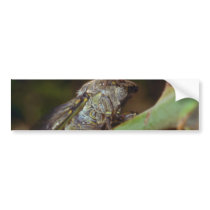 Brown Bumblebee on a Stonecrop flower flowers Bumper Stickers