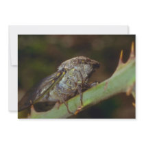 Brown Bumblebee on a Stonecrop flower flowers Custom Invite