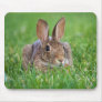 Brown Bunny - mouse pad