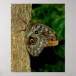 Brown Butterfly Fantasy Nature Poster Print