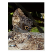 Brown Butterfly postcards