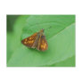 brown butterfly post cards