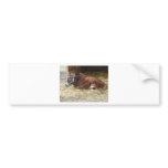 brown cow bumper stickers