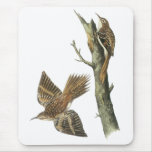Brown Creeper, John Audubon Mousemats
