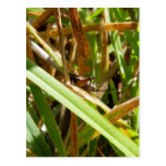 Brown Cricket Post Card