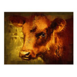 Brown Eyed Girl - Cow Oil Painting Post Cards