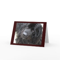 brown eyed hugo cards