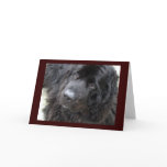 brown eyed hugo cards