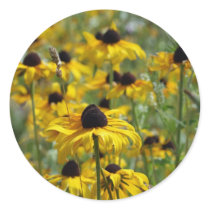 Brown Eyed Susan Sticker
