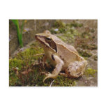 Brown frog close up postcards