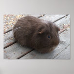 Brown Guinea Pig Poster posters