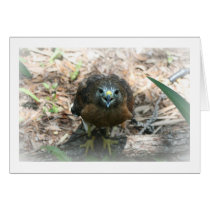 Brown Hawk mouth open glaring at camera Cards