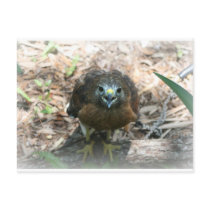 Brown Hawk mouth open glaring at camera Post Cards