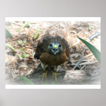 Brown Hawk mouth open glaring at camera Posters