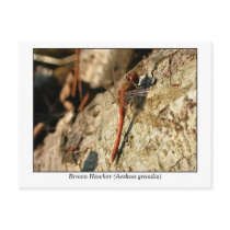 Brown Hawker photo