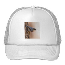 Brown-headed Nuthatch