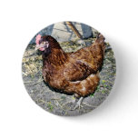 Brown Hen On The Back Yard buttons