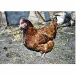 Brown Hen On The Back Yard Cut Outs