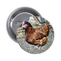 Brown Hen On The Back Yard Pinback Button