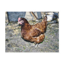 Brown Hen On The Back Yard Postcards