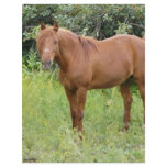 brown horse flyers