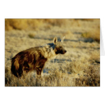 Brown hyena wildlife cards