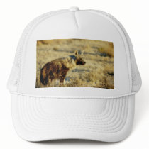 Brown hyena wildlife hats
