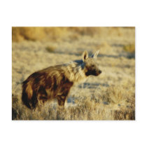 Brown hyena wildlife postcards