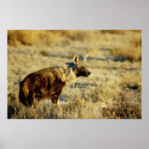 Brown hyena wildlife prints, posters & images