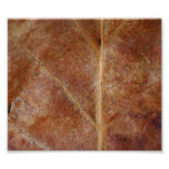 Brown Leaf Leaves Tree Photograph