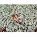 Brown Leaf On Sphagnum Moss photo sculptures