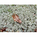 Brown Leaf On Sphagnum Moss photo sculptures