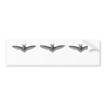 Brown & Lesser Long-eared bats Bumper Sticker