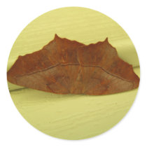 Brown Moth ~ sticker