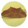 Brown Moth ~ sticker