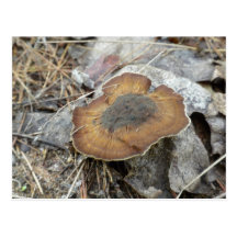 Brown Mushroom Post Card