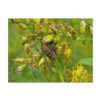 Brown Orange Araneus (?) Spider Postcard