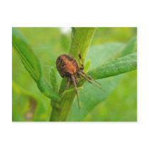 Brown Orange Araneus (?) Spider Postcard